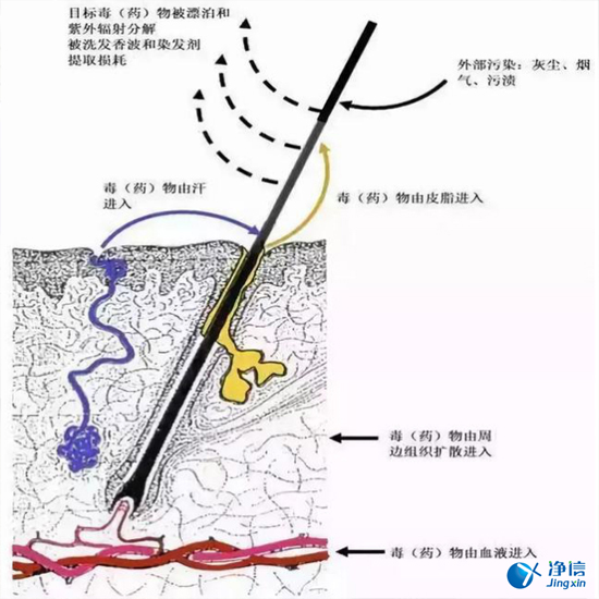  毛發(fā)毒品檢測儀檢測腿毛竟可以測出吸毒?做了全身脫毛也可以？